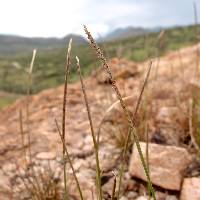 Microchloa kunthii image