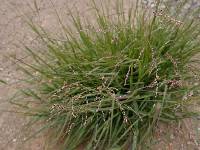 Panicum coloratum image