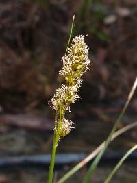 Carex praegracilis image