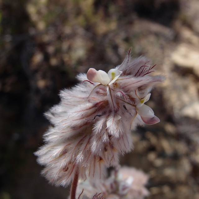 Dalea neomexicana var. neomexicana image