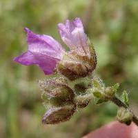 Mirabilis melanotricha image