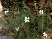 Arenaria lanuginosa subsp. saxosa image