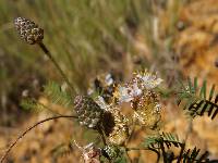 Image of Dalea lumholtzii