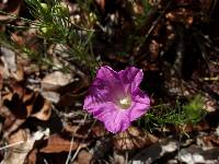 Ipomoea capillacea image