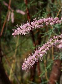 Tamarix chinensis image