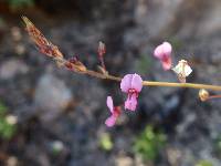 Desmodium arizonicum image