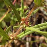 Hexasepalum teres image