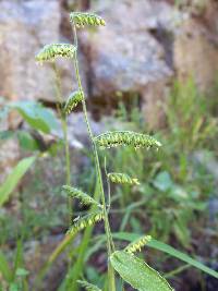 Eriochloa lemmonii image