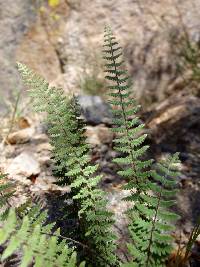 Myriopteris aurea image