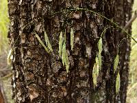 Bromus frondosus image