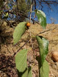 Celtis reticulata image