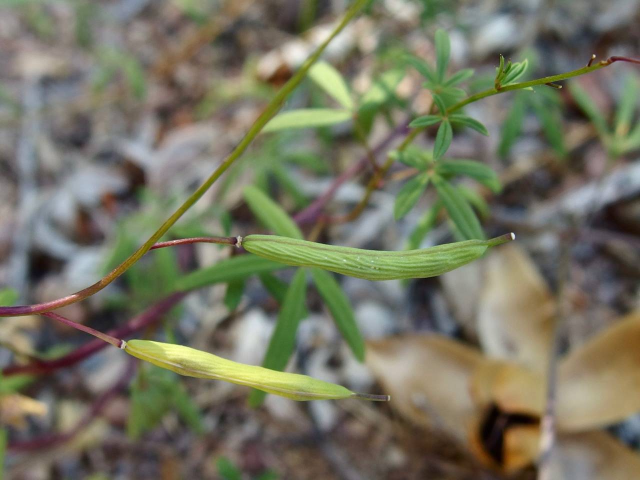 Cleome tenuis image