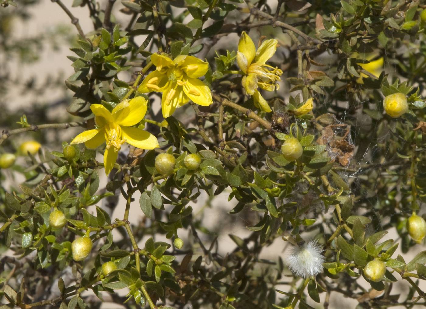 Larrea tridentata var. arenaria image