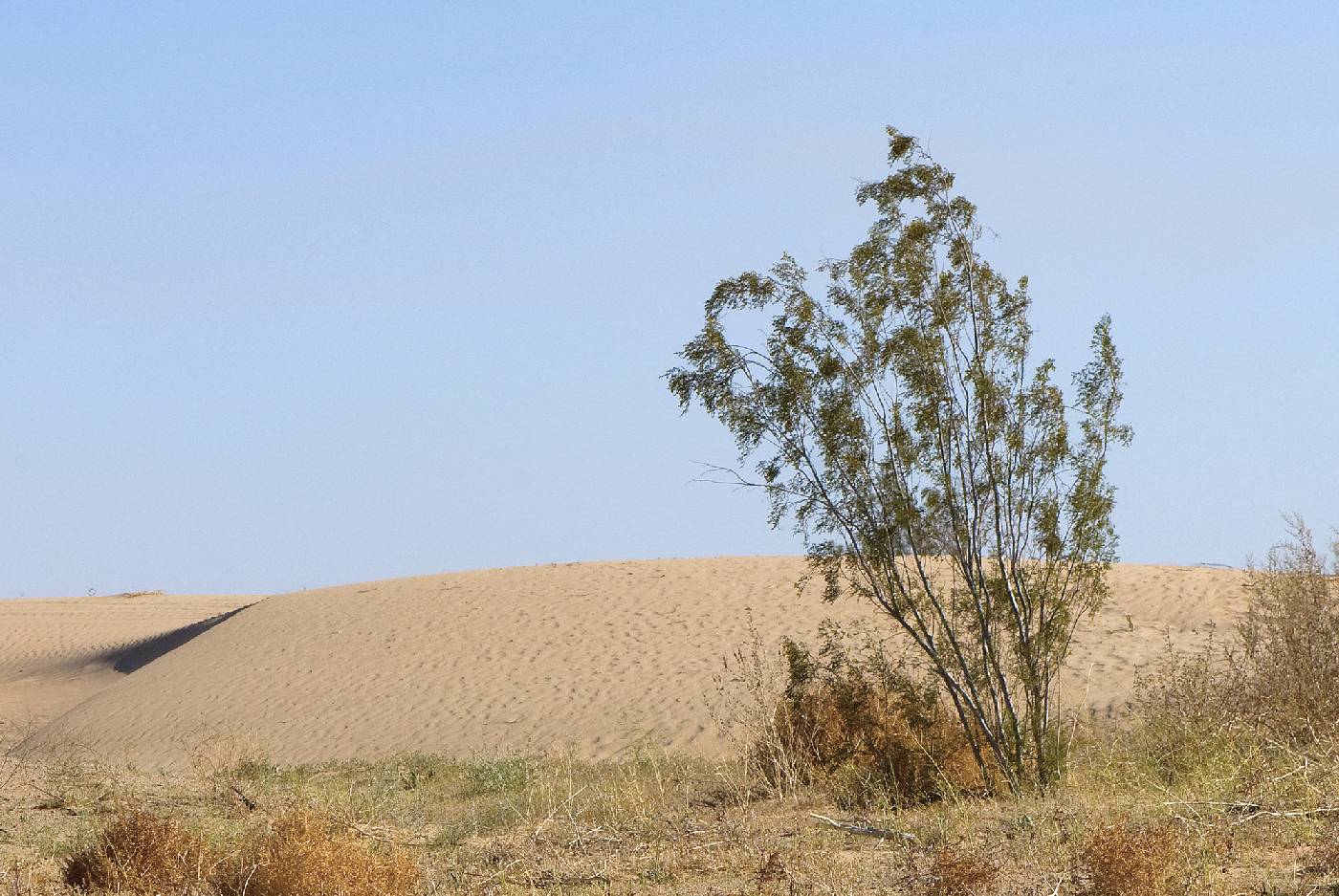 Larrea tridentata var. arenaria image