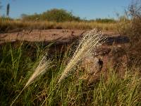 Leptochloa crinita image