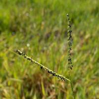 Paspalum distichum image