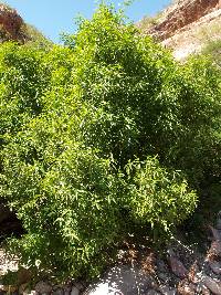 Vallesia laciniata image