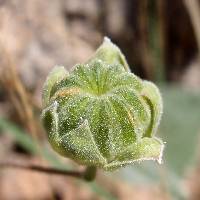 Abutilon reventum image