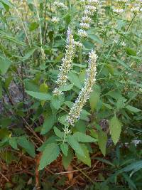 Agastache wrightii image