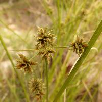 Cyperus elegans image