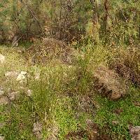 Cyperus elegans image