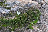 Image of Selaginella eremophila