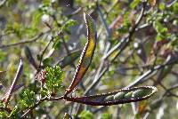 Calliandra eriophylla image