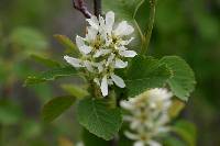 Amelanchier alnifolia image