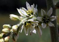 Veratrum californicum var. californicum image