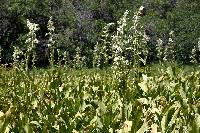 Veratrum californicum var. californicum image