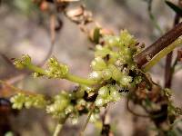 Image of Cuscuta americana