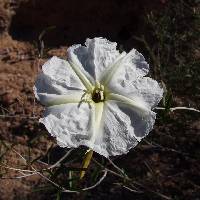 Ipomoea seaania image