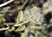 Hibiscus denudatus image