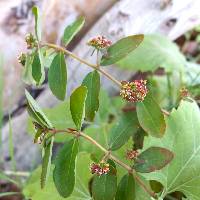 Euphorbia hypericifolia image