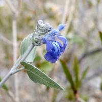 Salvia similis image