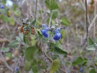 Salvia similis image