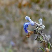 Salvia similis image