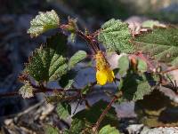 Hermannia pauciflora image