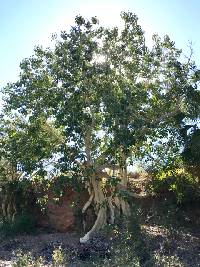 Ficus palmeri image