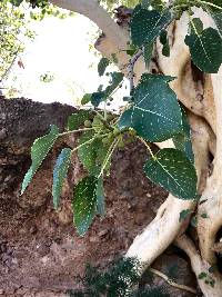 Ficus palmeri image