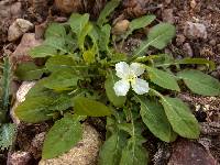 Oenothera kunthiana image