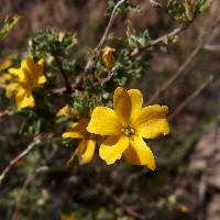 Turnera diffusa image