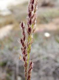 Digitaria californica image