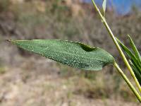 Lasiacis ruscifolia image