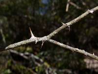 Zanthoxylum mazatlanum image