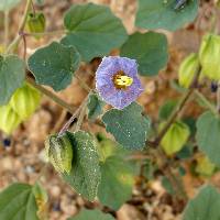 Physalis purpurea image