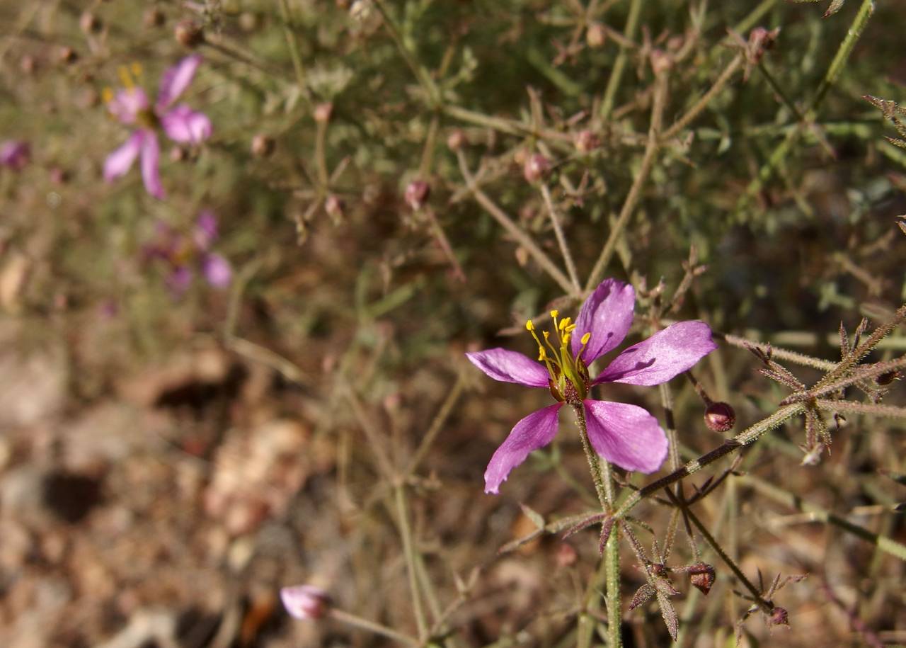 Fagonia barclayana image