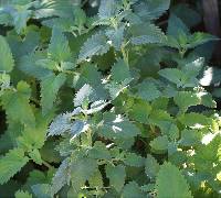 Nepeta cataria image