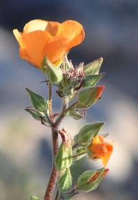 Sphaeralcea coulteri image