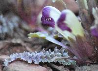 Pedicularis centranthera image